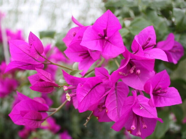 湘潭盤(pán)龍大觀園賞花一日游 湘潭盤(pán)龍大觀園賞花一日游