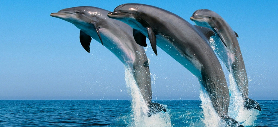 澳大利亞、新西蘭澳妙無(wú)瓊11日