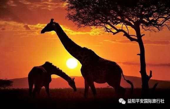 發(fā)現非洲體驗之旅肯尼亞10游 發(fā)現非洲體驗之旅肯尼亞10游