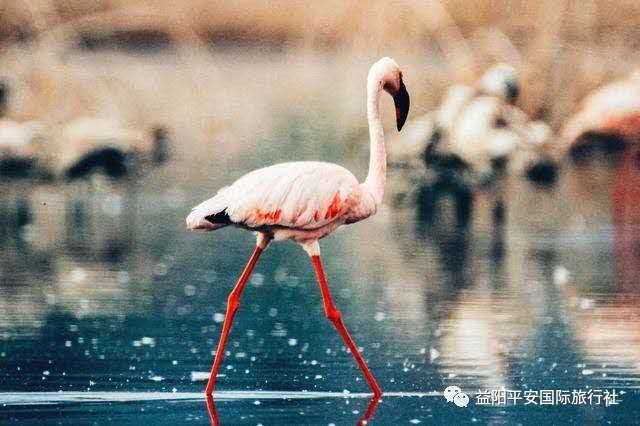 發(fā)現非洲體驗之旅肯尼亞10游 發(fā)現非洲體驗之旅肯尼亞10游