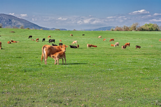 (人氣草原、5A響沙灣、歡樂牧場、內(nèi)蒙古博物院、夢幻水世界)雙飛5日親子游