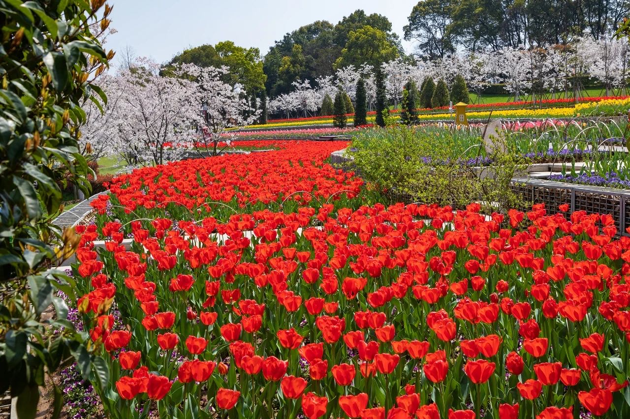 岳陽(yáng)花語(yǔ)世界、汴河街一日游